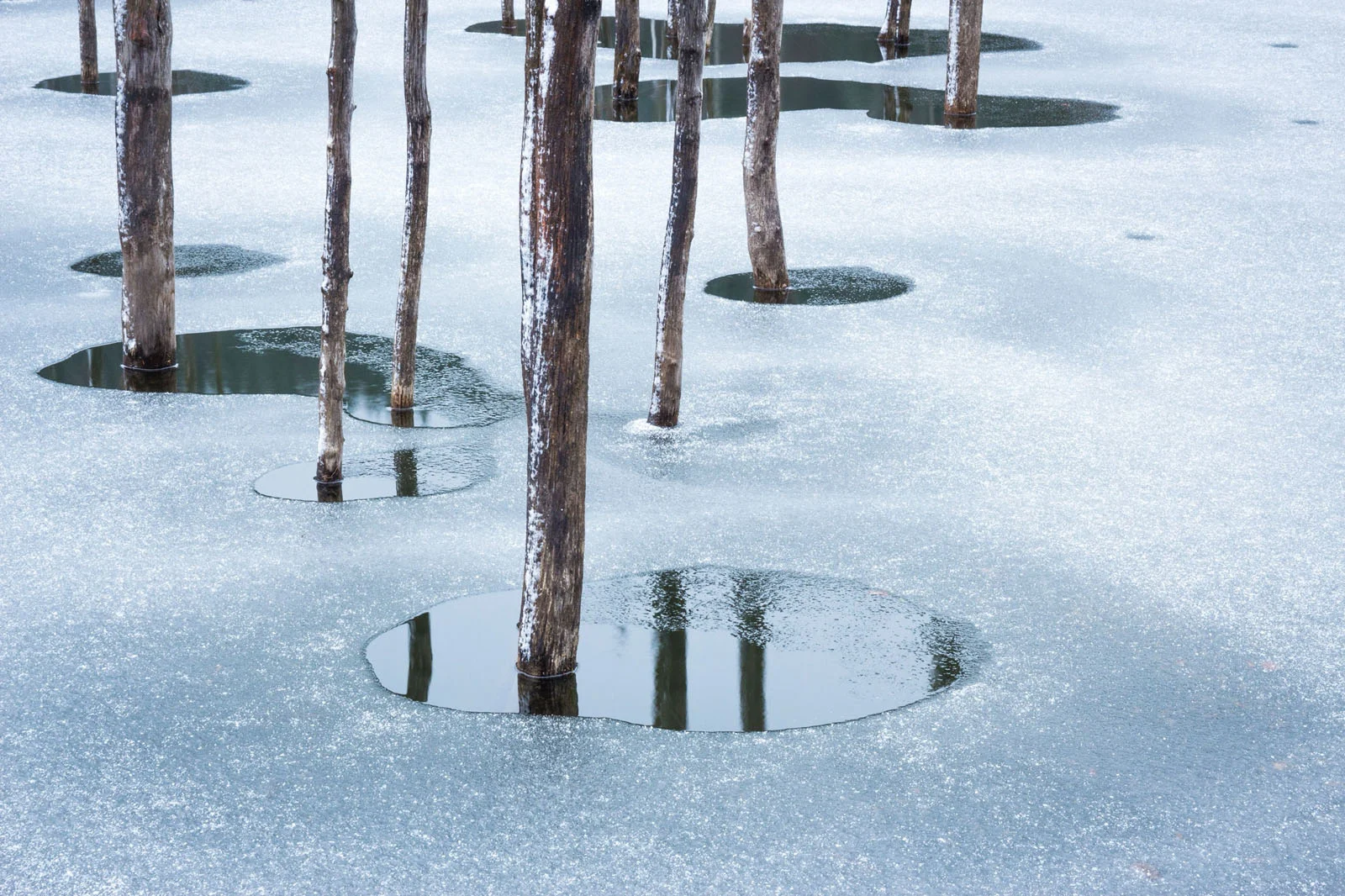 Natural Landscape Photography Awards 2026’nın Kazananları Açıklandı 27 Several tree trunks rise vertically out of a frozen, snow-dusted pond, each surrounded by a small, circular patch of open water.