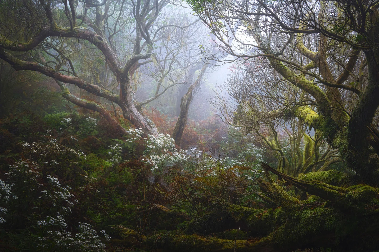 Natural Landscape Photography Awards 2026’nın Kazananları Açıklandı 41 A misty, moss-covered forest features gnarled trees, ferns, and clusters of small white flowers growing on the forest floor.