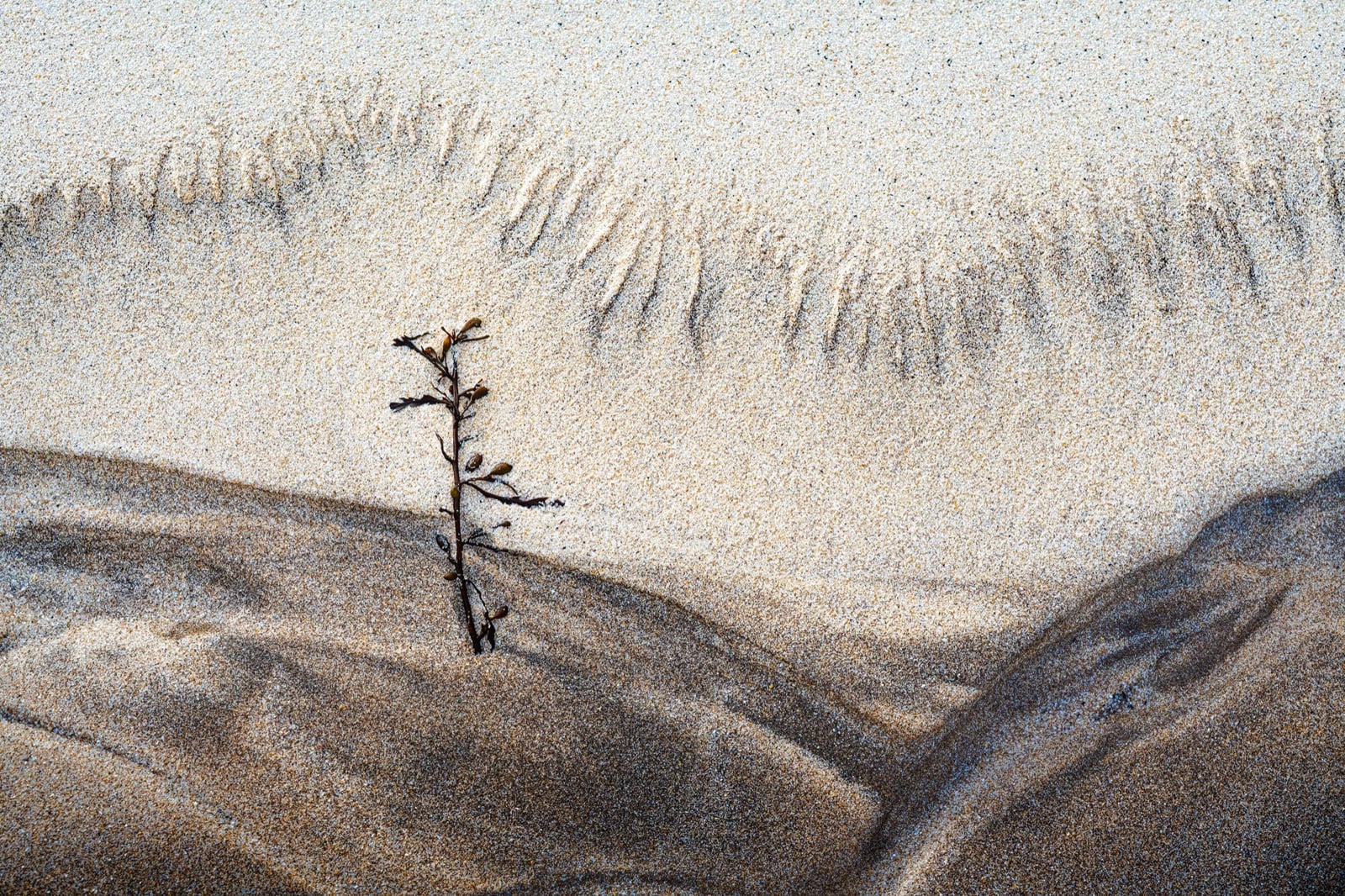 Natural Landscape Photography Awards 2026’nın Kazananları Açıklandı 39 A single, thin piece of dried seaweed stands upright in a textured expanse of light and dark sand.