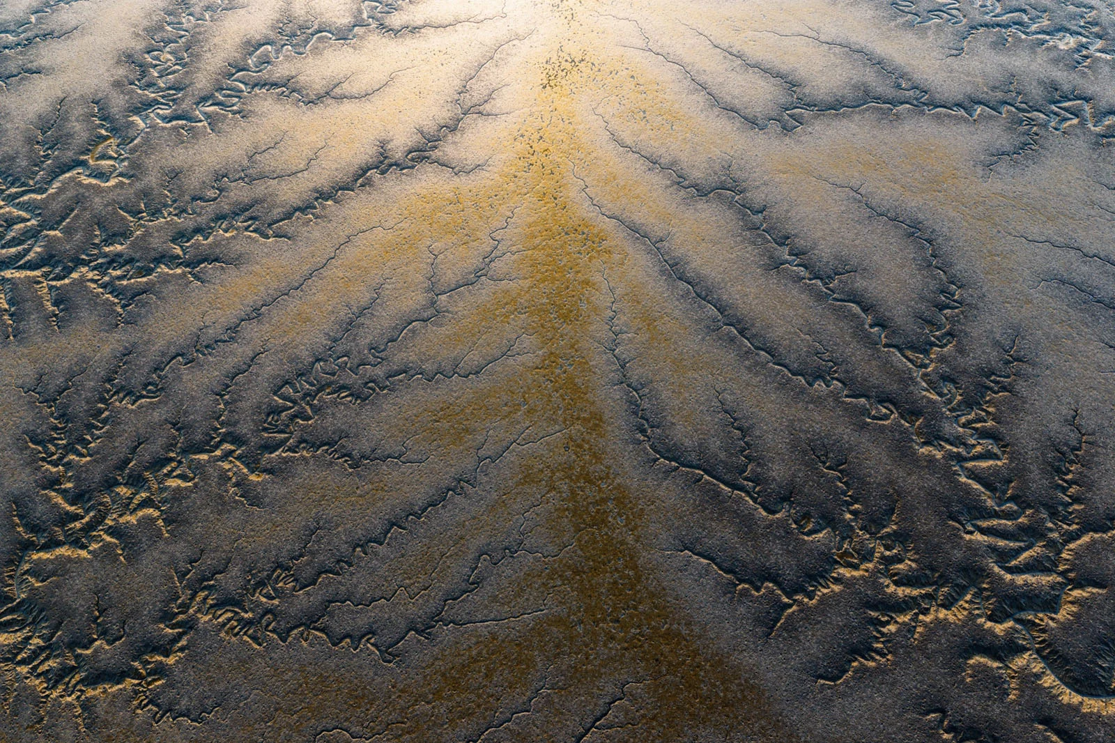 Natural Landscape Photography Awards 2026’nın Kazananları Açıklandı 40 An aerial view of a tidal flat featuring intricate, branching drainage channels carved into the dark, textured mud.
