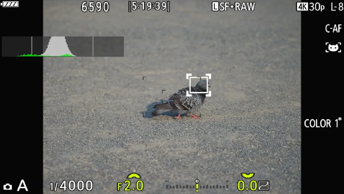 OM System PEN İncelemesi: Tanıdık Ama Son Derece Şık 36 A digital camera viewfinder display shows a pigeon on gravel, with an autofocus box locked onto the bird's head and exposure settings visible at the bottom.