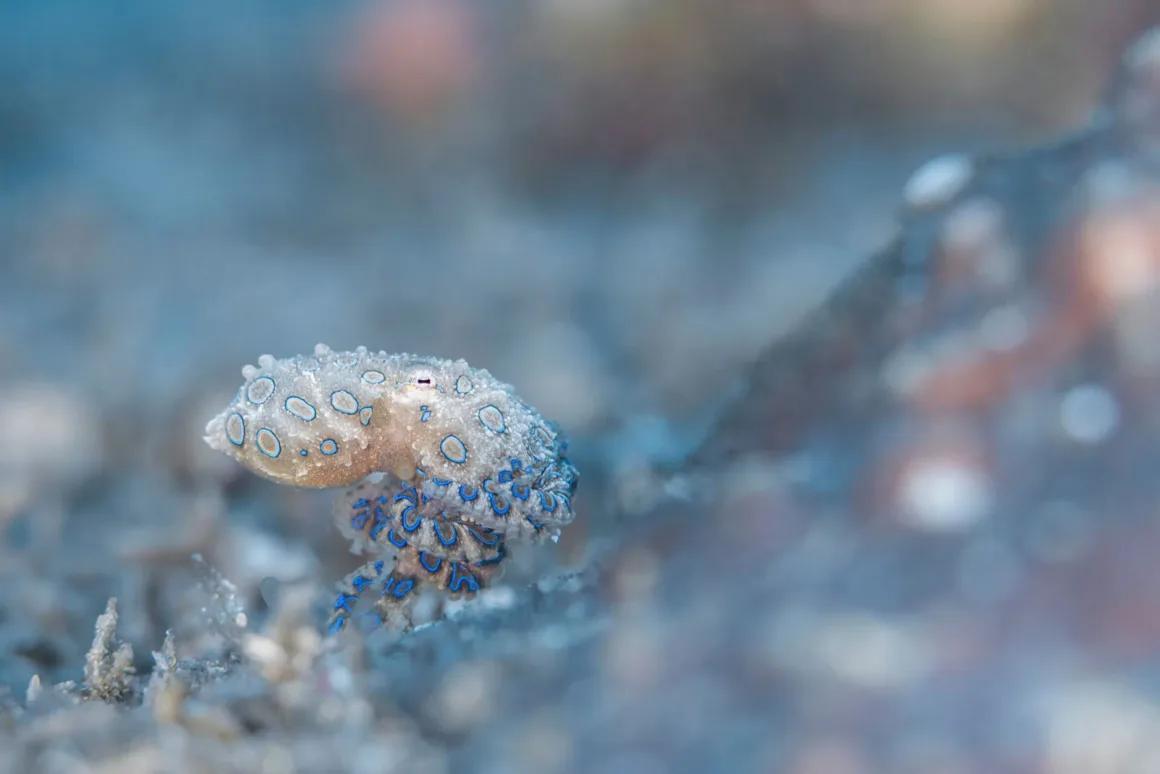 Ocean Photographer of the Year 2026: Ödül Alan 40 Fotoğraf 59 Küçük mavi halkalı bir ahtapot, kumlu okyanus tabanında karakteristik parlak mavi dairesel işaretlerini sergileyerek dinleniyor.