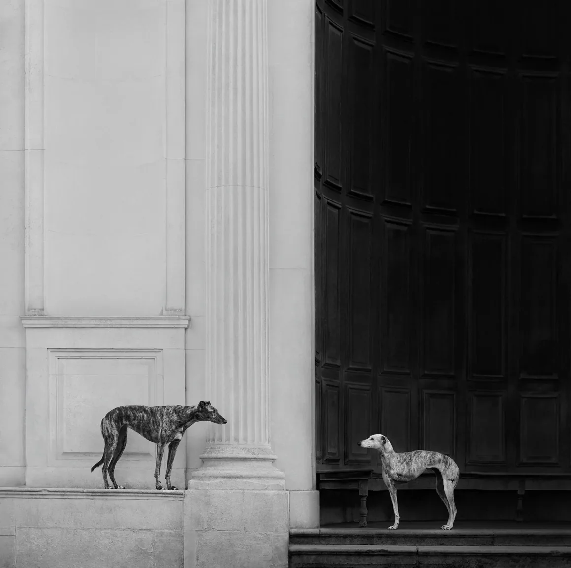 Dog Photography Awards 2026’nın Kazananları Açıklandı 23 Büyük beyaz sütunlu ve koyu ahşap kapılı bir binanın merdivenlerinde karşılıklı duran iki greyhound.