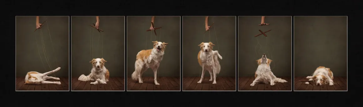 Dog Photography Awards 2026’nın Kazananları Açıklandı 24 Ahşap kukla kumandası kullanan bir insan elinin, border collie’yi farklı pozlarda yönlendirdiği altı karelik seri.