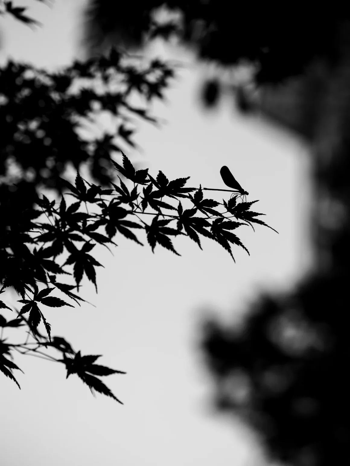 OM System PEN İncelemesi: Tanıdık Ama Son Derece Şık 49 A black and white silhouette of a damselfly perched on the delicate, pointed leaves of a Japanese maple branch.