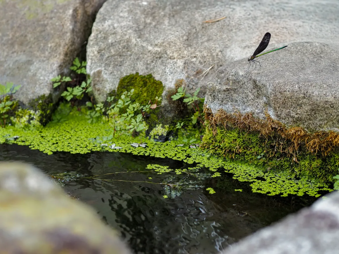 OM System PEN İncelemesi: Tanıdık Ama Son Derece Şık 45 A dark-winged damselfly with a metallic green body rests on a mossy rock beside a small, duckweed-covered stream.