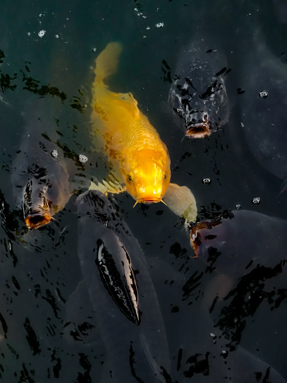 OM System PEN İncelemesi: Tanıdık Ama Son Derece Şık 34 A bright yellow koi fish swims among several dark, open-mouthed fish in murky water.