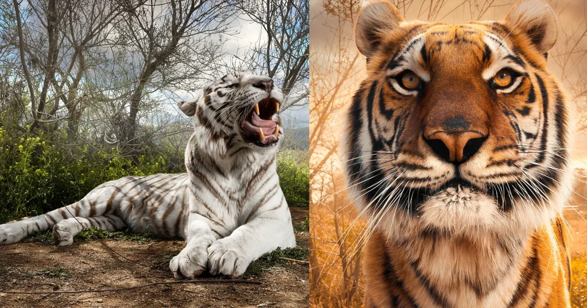 Kaplanları Fotoğraflamak: Büyük Kedilerin Sıra Dışı Portreleri 8 A split-screen image showing a white tiger yawning on the left and a close-up portrait of an orange tiger on the right.