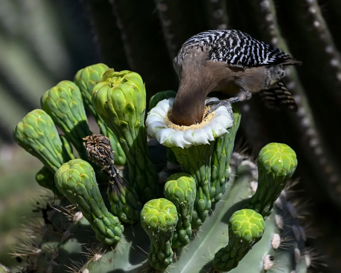 Siyah beyaz çizgili kanatları olan Gila ağaçkakanı, yeşil tomurcuklarla çevrili beyaz saguaro çiçeğinden besleniyor.