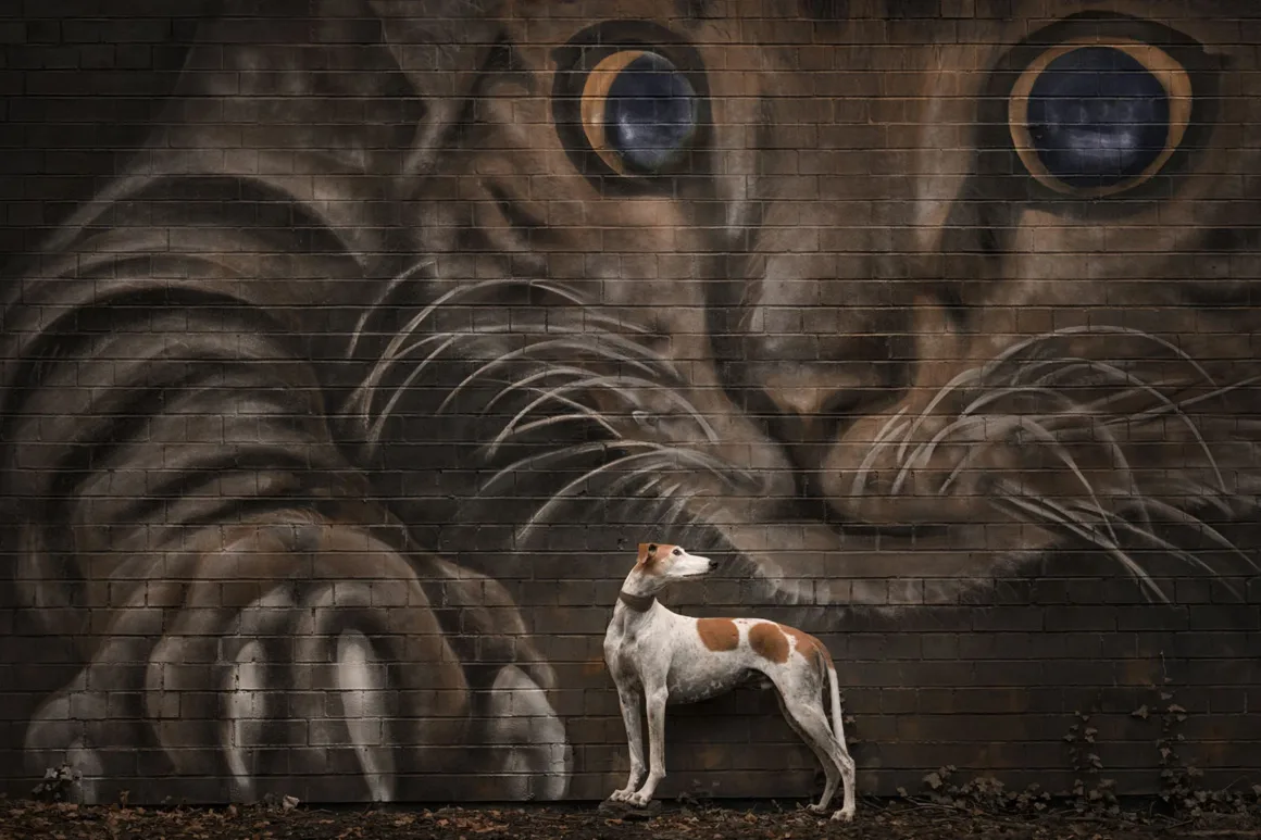 Dog Photography Awards 2026’nın Kazananları Açıklandı 21 Büyük bir kedi yüzü ve patisi resmi bulunan tuğla duvarın önünde profilden duran beyaz ve kahverengi köpek.