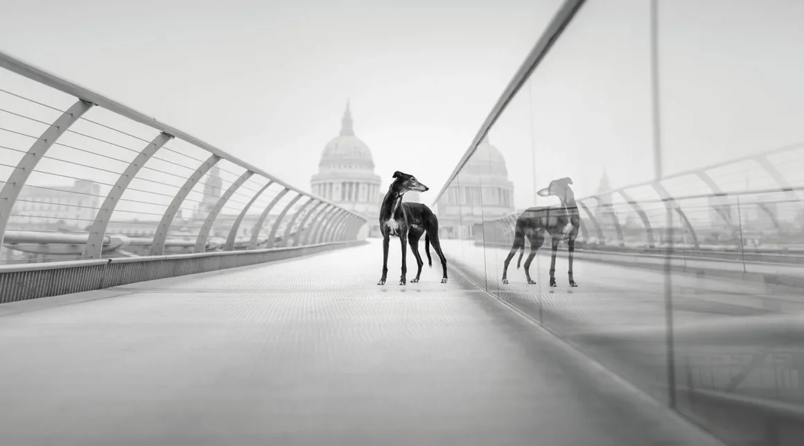 Dog Photography Awards 2026’nın Kazananları Açıklandı 20 Cam korkuluklu bir yaya köprüsünde duran greyhound ve yansıması; uzakta kubbeli büyük bir yapı.