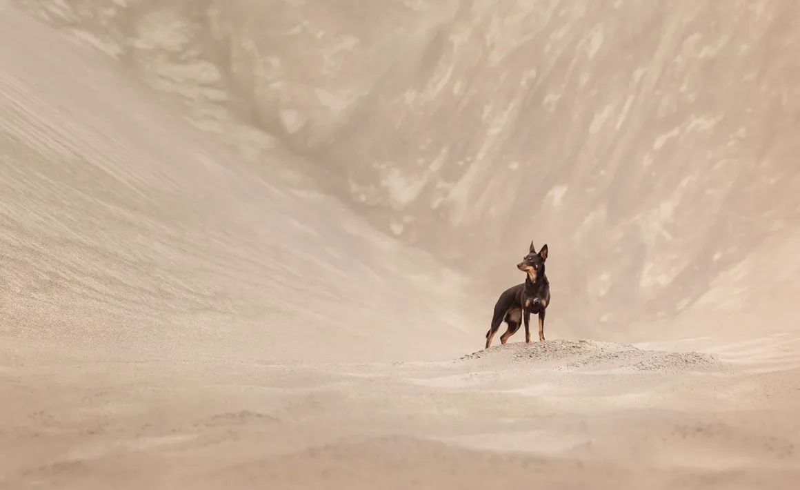 Dog Photography Awards 2026’nın Kazananları Açıklandı 22 Geniş kumlu çöl manzarasında küçük bir yükseltinin üzerinde duran koyu renkli, kahverengi işaretlere sahip köpek.