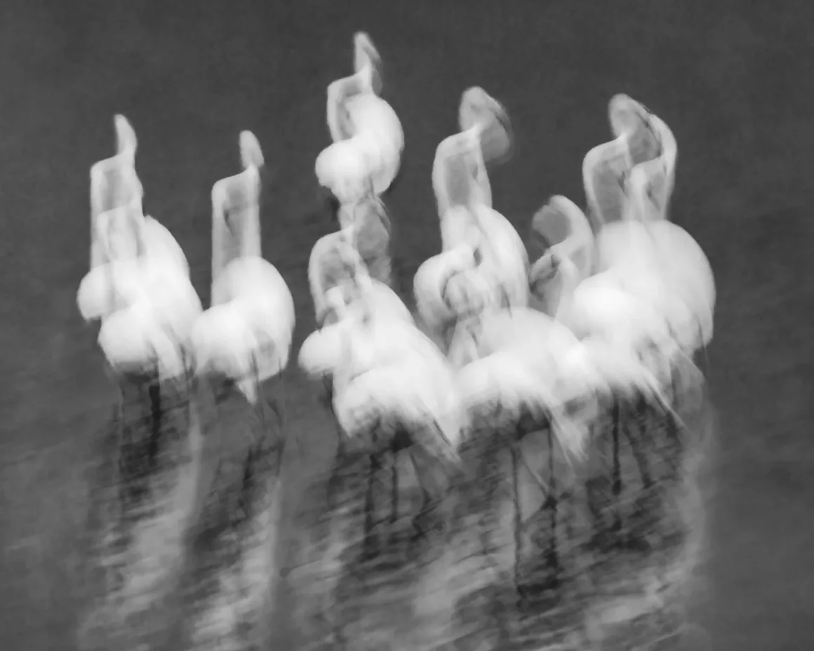 Gizemin Büyüsü: Güçlü Doğa Fotoğrafları Neden Yanıttan Çok Soru Bırakır? 26 Siyah-beyaz uzun pozlamada suda duran bir grup flamingo, hareket nedeniyle bulanık ve soyut biçimlere dönüşüyor.