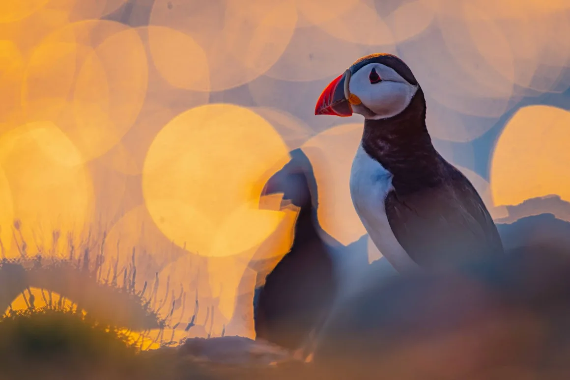 Bird Photographer of the Year 2026’dan Ödüllü Kuş Fotoğrafları 26 Bir denizpapağanı, yumuşak ve dairesel bokeh ışıklarıyla bezeli sıcak, altın tonlu bir arka plan önünde profilden duruyor.