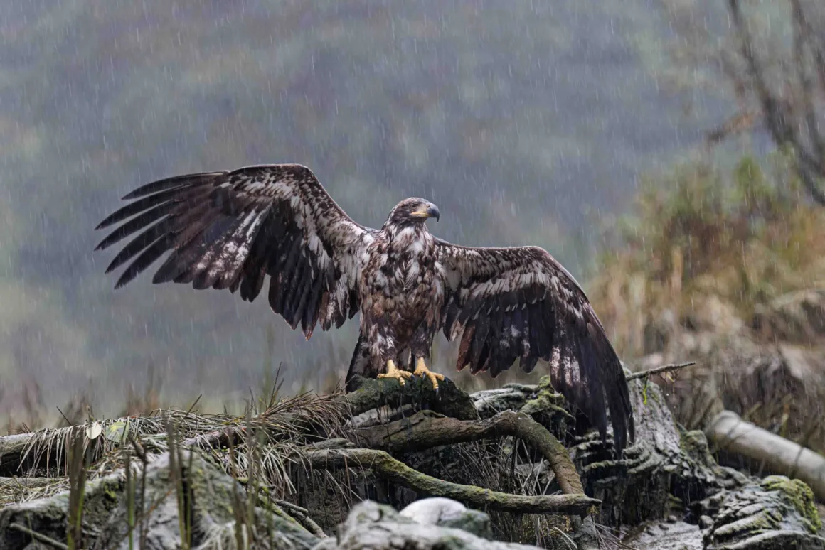 Bird Photographer of the Year 2026’dan Ödüllü Kuş Fotoğrafları 27 Genç bir ak başlı kartal, sağanak yağmur altında yosunlu bir kütüğün üzerinde kanatlarını sonuna kadar açmış halde duruyor.