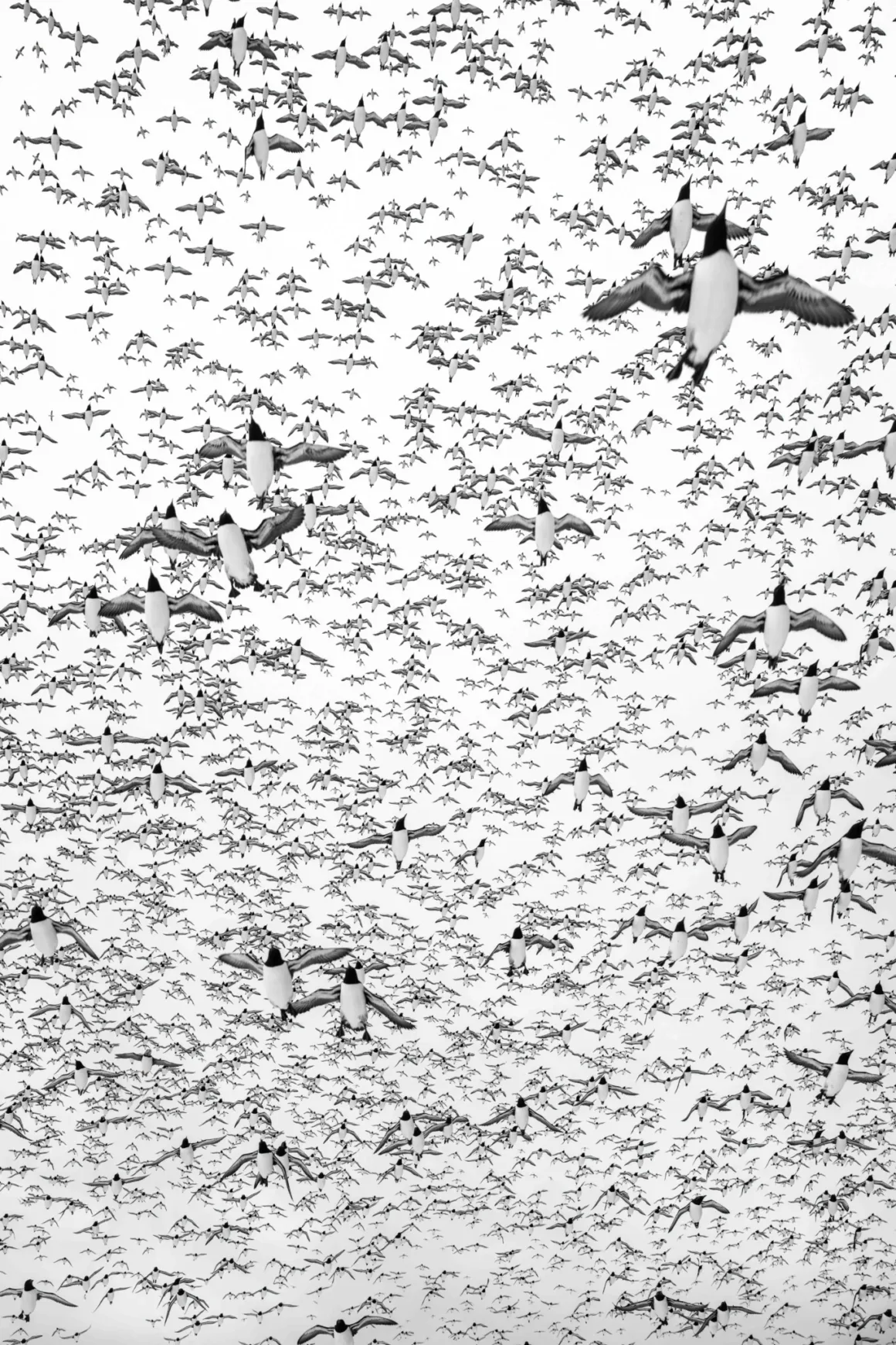 Bird Photographer of the Year 2026’dan Ödüllü Kuş Fotoğrafları 28 Siyah beyaz deniz kuşlarından oluşan dev bir sürü, parlak ve kapalı bir gökyüzünün önünde farklı yönlere uçarak göğü dolduruyor.