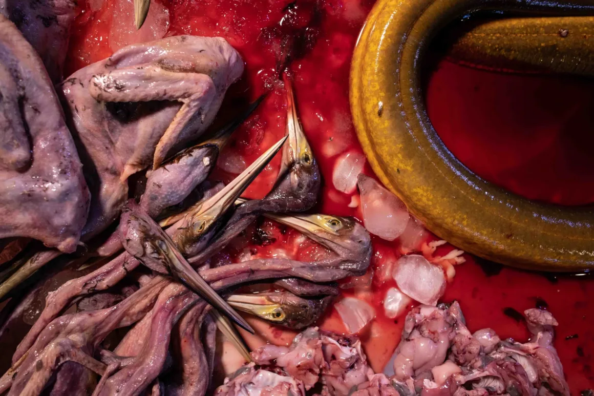 Bird Photographer of the Year 2026’dan Ödüllü Kuş Fotoğrafları 31 Kuş leşleri, kuş başları ve büyük sarı bir yılanbalığı, kan ve buz parçalarıyla kaplı bir yüzey üzerinde sergileniyor.