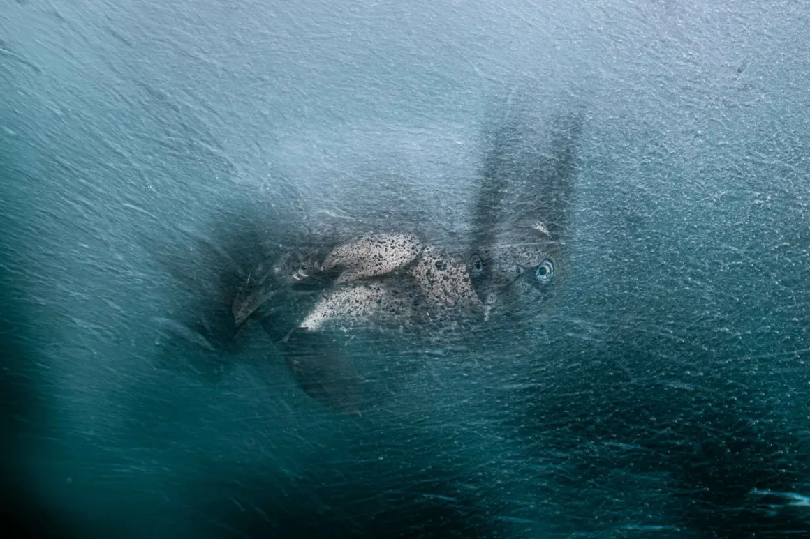Bird Photographer of the Year 2026’dan Ödüllü Kuş Fotoğrafları 32 İki belirgin, parlak mavi göze sahip koyu renkli ve dokulu bir sümsük, dalgalanan soğuk su tabakasının altında kısmen gizleniyor.
