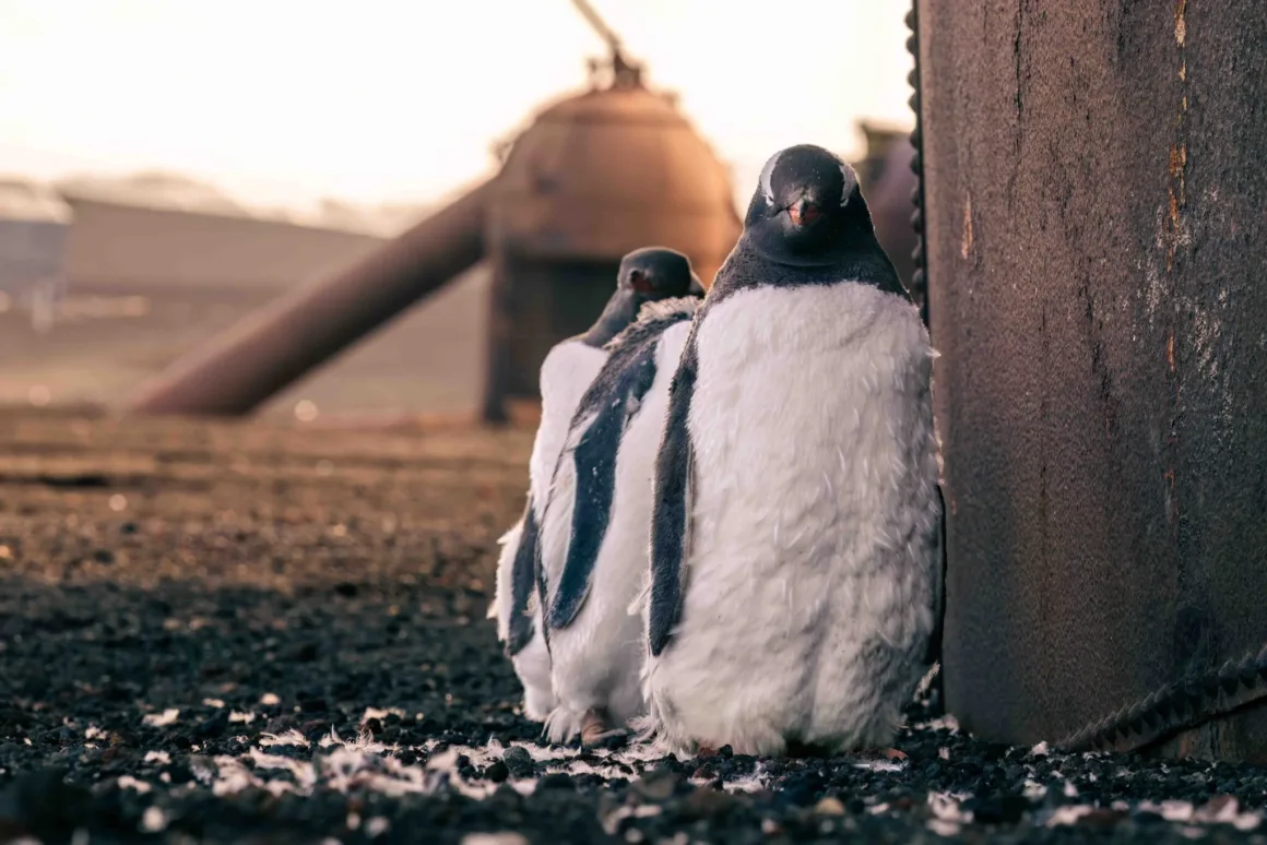 Bird Photographer of the Year 2026’dan Ödüllü Kuş Fotoğrafları 33 İki Gento pengueni, koyu renkli kayalık zeminde büyük ve yıpranmış metal bir yapının yanında yan yana duruyor.