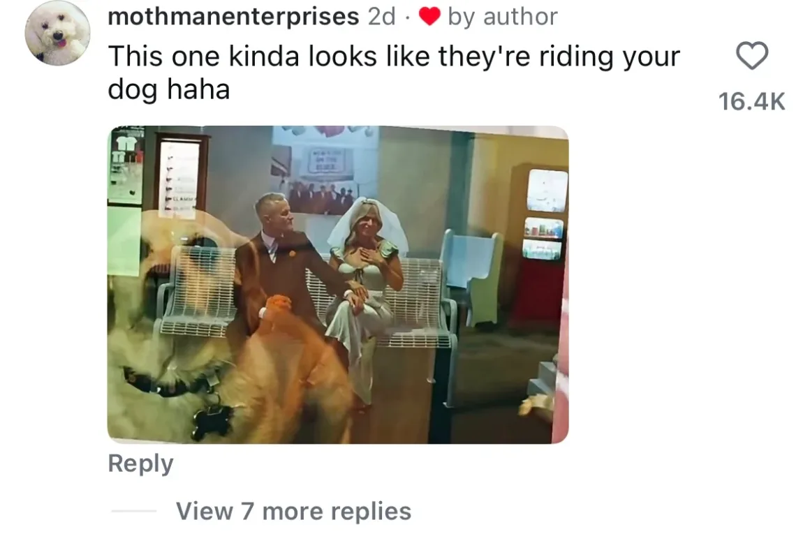 Düğün Fotoğrafları Yanlışlıkla Kedi ve Köpek Kareleriyle Çift Pozlandı 30 A social media comment shows a double-exposure photograph of a bride and groom sitting on a bench, superimposed over a large golden retriever.