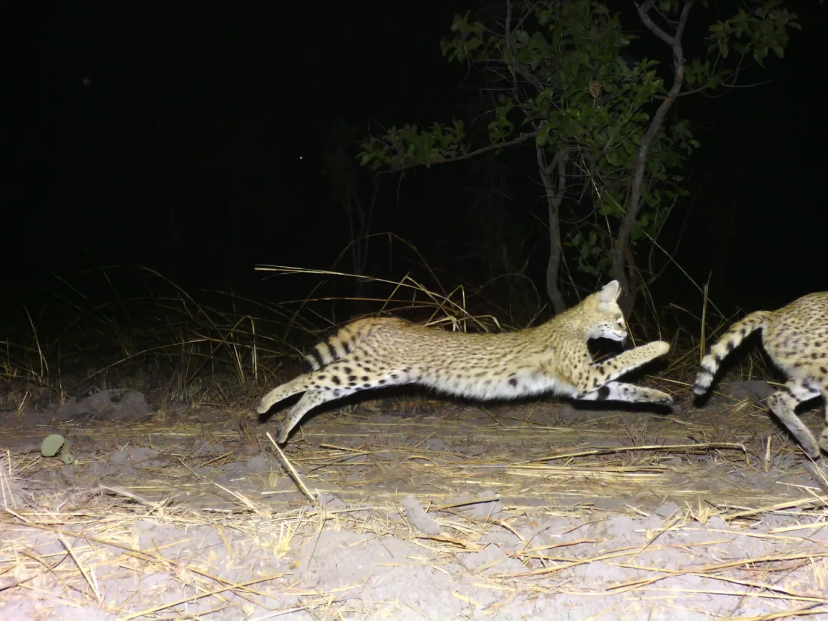 Kamera Tuzakları Doğu Afrika’daki Nadir Hayvanları Bir Yıl Boyunca Kaydetti 23 İki serval, kamera flaşıyla aydınlatılan karanlık çayırlık alanda geceleri koşuyor.