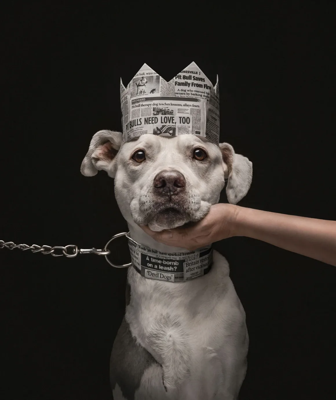 Dog Photography Awards 2026’nın Kazananları Açıklandı 19 Siyah bir fon önünde gazete kâğıdından taç ve tasma takan beyaz pit bull; bir el nazikçe çenesini tutuyor.