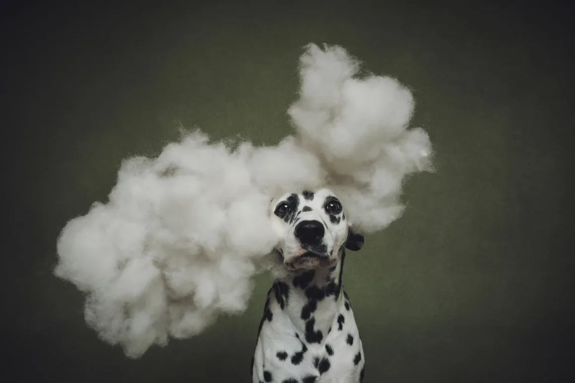 Dog Photography Awards 2026’nın Kazananları Açıklandı 34 Koyu yeşil fon önünde oturan Dalmaçyalı köpek; başını çevreleyen büyük beyaz dolgu bulutu.