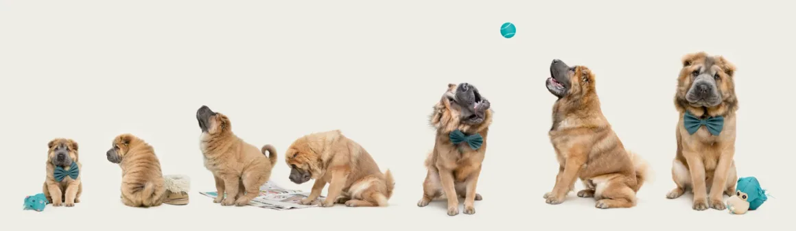 Dog Photography Awards 2026’nın Kazananları Açıklandı 35 Yavrudan yetişkine farklı yaşlarda altı Shar-Pei yan yana dizilmiş; bazıları papyon takıyor, oyuncaklar ve bir topla etkileşime giriyor.