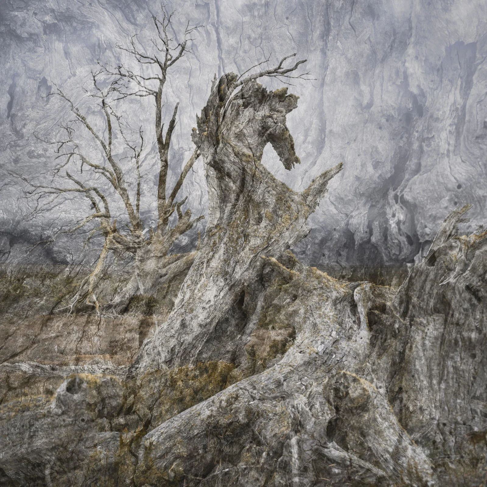 Natural Landscape Photography Awards 2026’nın Kazananları Açıklandı 78 A weathered, gnarled tree trunk shaped like a horse stands in a desolate landscape with a bare, leafless tree behind it.