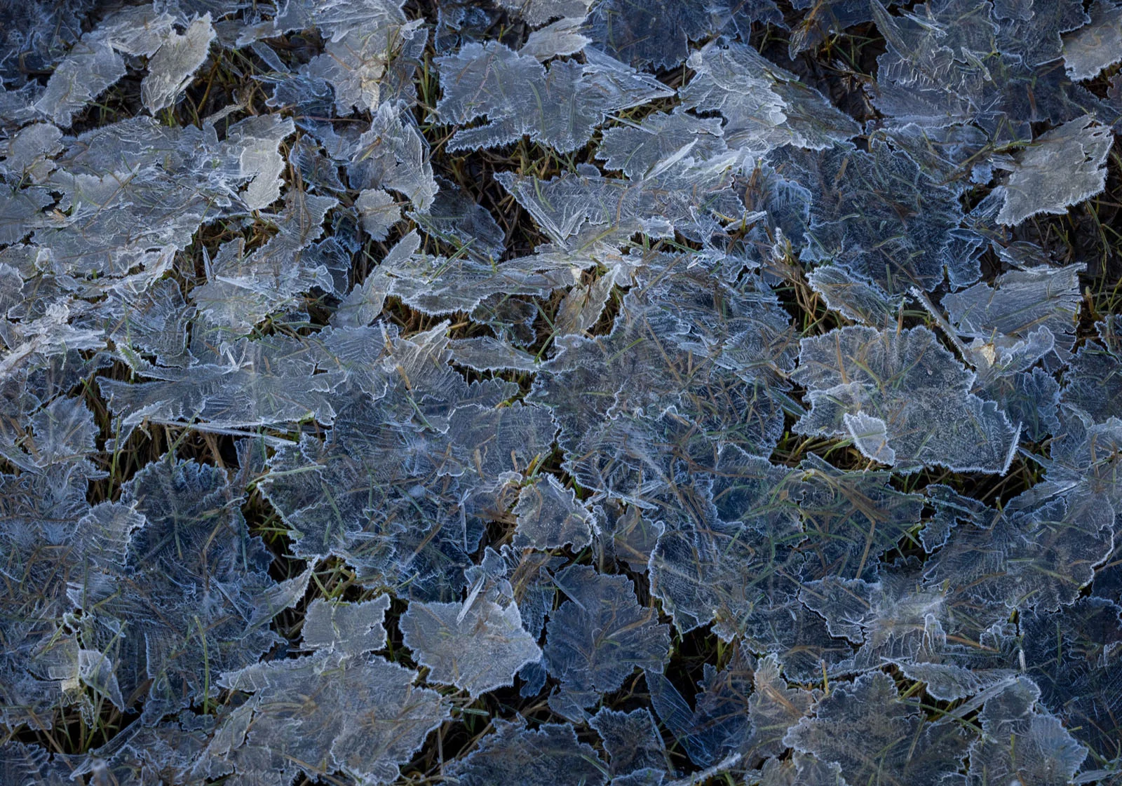 Natural Landscape Photography Awards 2026’nın Kazananları Açıklandı 101 Thin, jagged shards of ice cover patches of dry grass and soil.