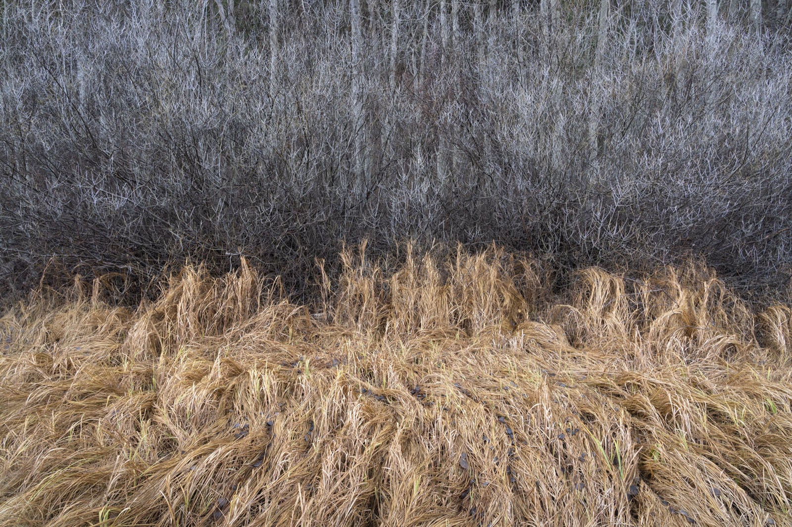 Natural Landscape Photography Awards 2026’nın Kazananları Açıklandı 100 A horizontal view of a field of dry, golden-brown grass in the foreground against a dense thicket of bare, grey winter trees.
