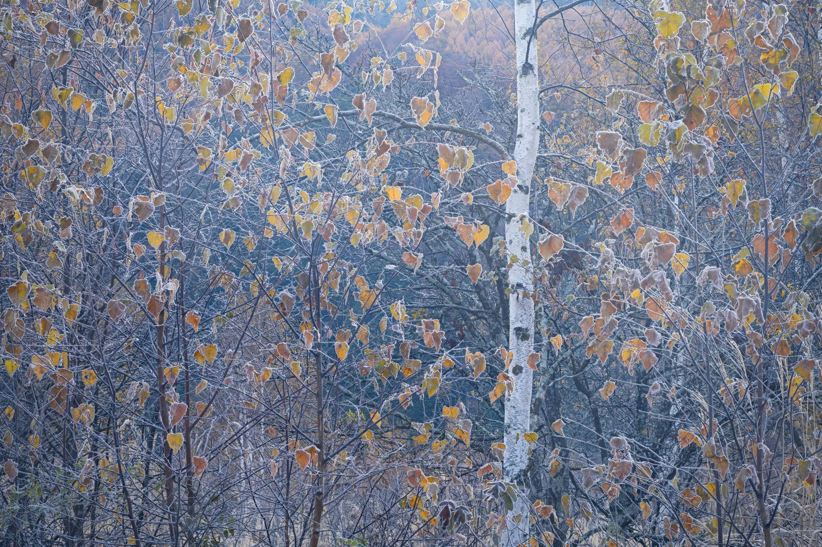 Natural Landscape Photography Awards 2026’nın Kazananları Açıklandı 102 A white-barked birch tree stands among other trees with frost-covered, yellowing autumn leaves in a forest.