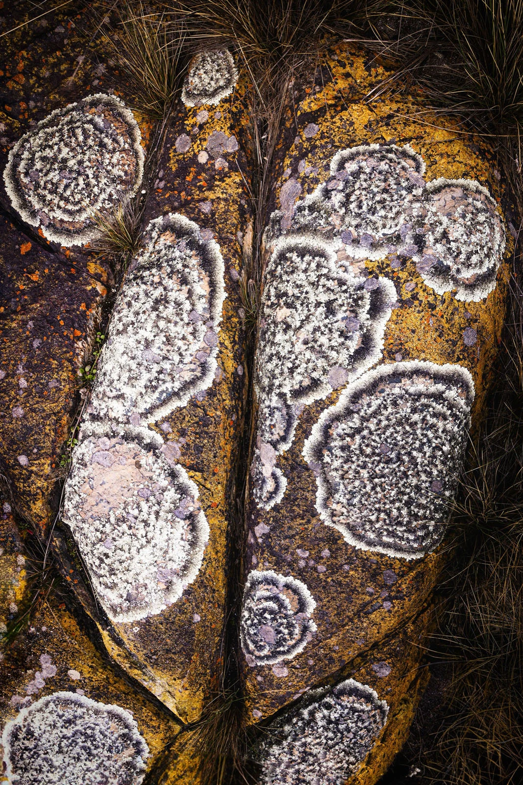 Natural Landscape Photography Awards 2026’nın Kazananları Açıklandı 95 A top-down view of two large, dark rocks split by a narrow crevice, covered in patches of white, grey, and yellow lichen.