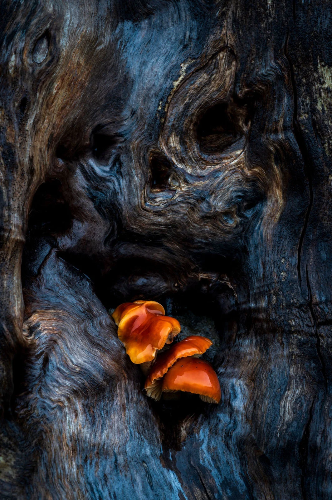 Natural Landscape Photography Awards 2026’nın Kazananları Açıklandı 94 A cluster of small, glossy orange mushrooms grows within a deep, weathered crevice of a dark, textured tree trunk.