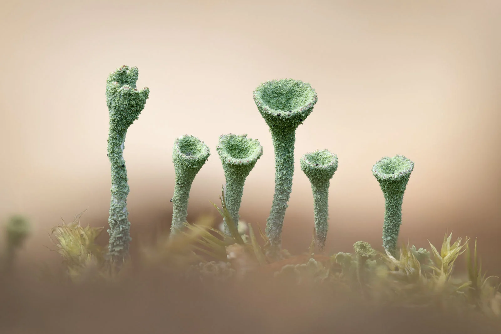 Natural Landscape Photography Awards 2026’nın Kazananları Açıklandı 96 A cluster of light green, cup-shaped lichen structures grows among small patches of moss against a soft, blurred background.