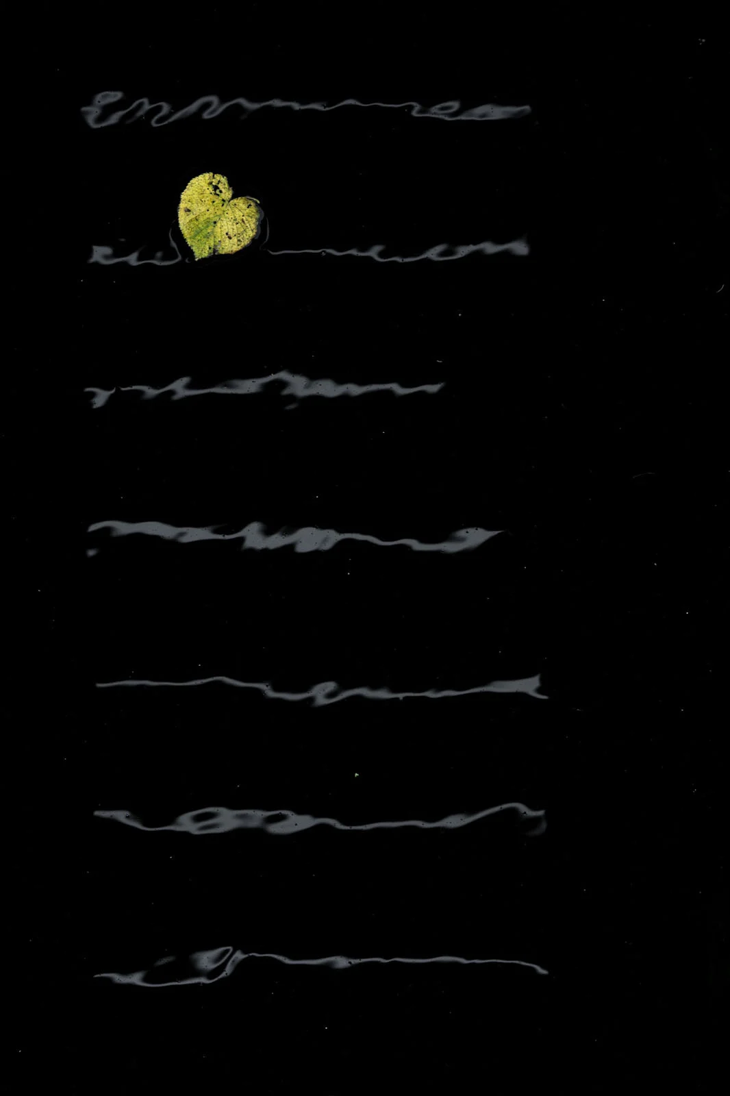 Natural Landscape Photography Awards 2026’nın Kazananları Açıklandı 75 A single heart-shaped yellow leaf floats on dark, still water, surrounded by faint, horizontal ripples.