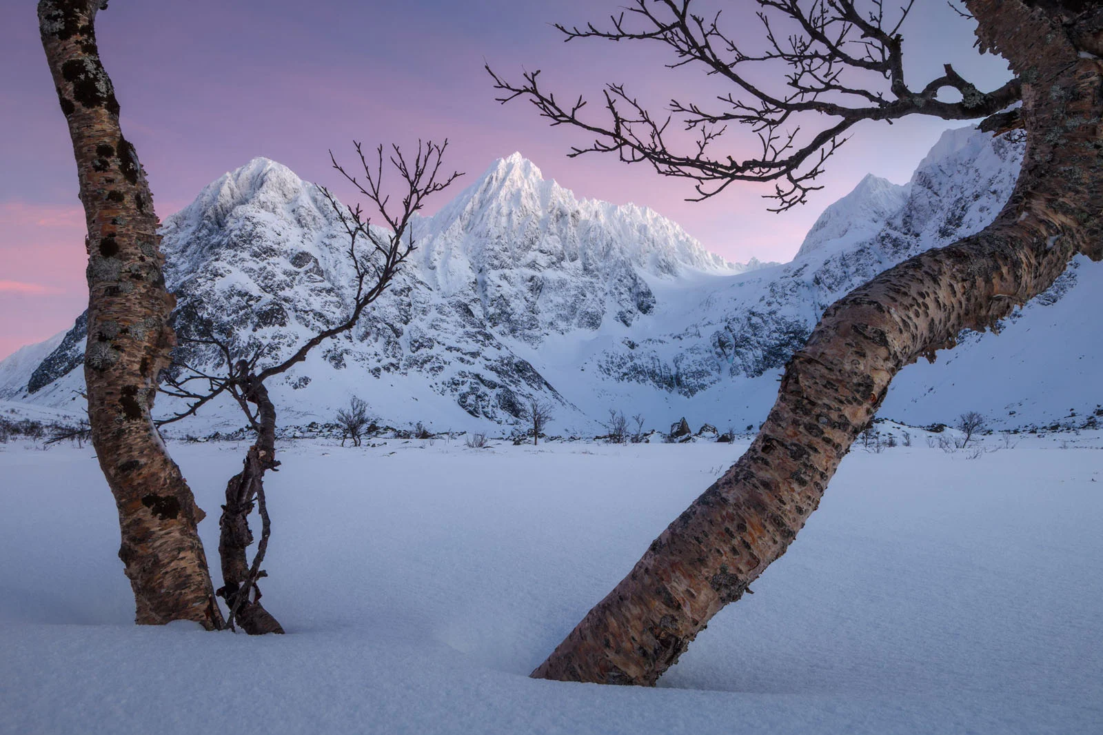Natural Landscape Photography Awards 2026’nın Kazananları Açıklandı 92 Two gnarled, leafless birch trees frame a view of snow-covered mountains under a soft pink and blue twilight sky.