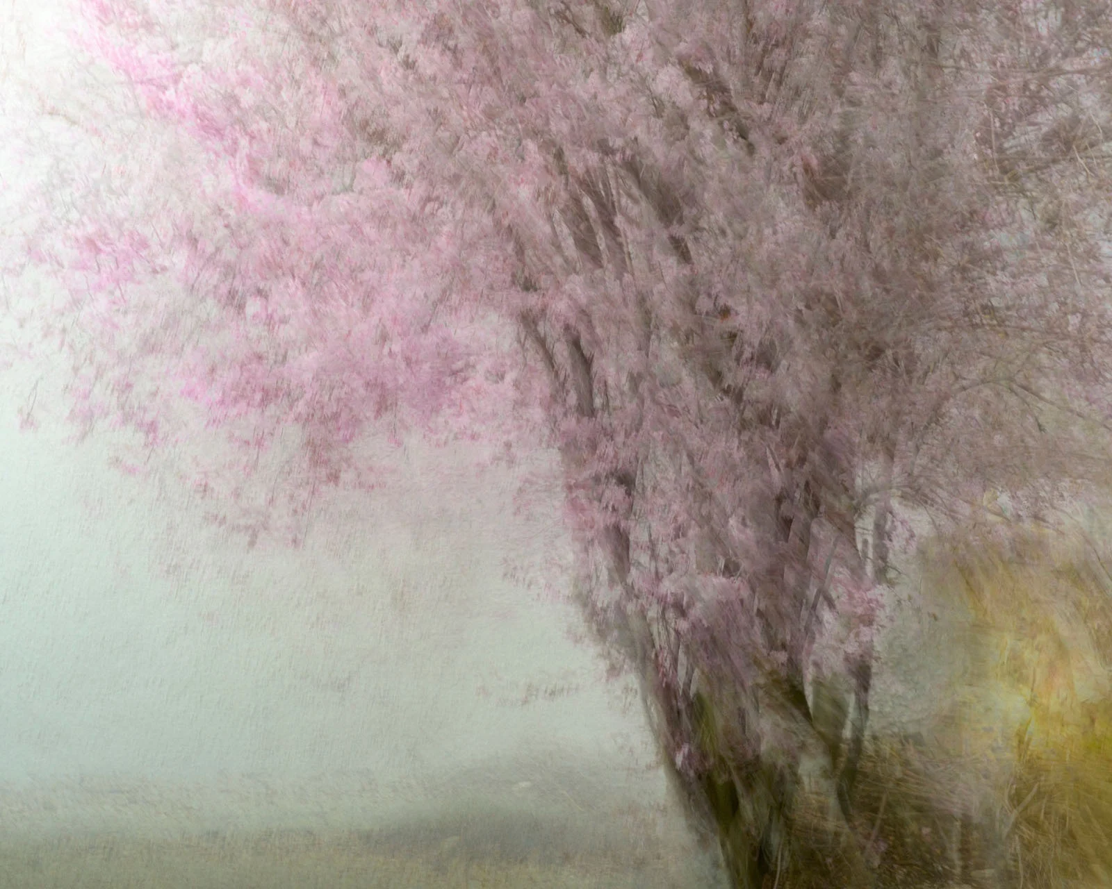Natural Landscape Photography Awards 2026’nın Kazananları Açıklandı 86 A soft-focus, impressionistic view of a tree with pink blossoms standing in a misty, muted landscape.