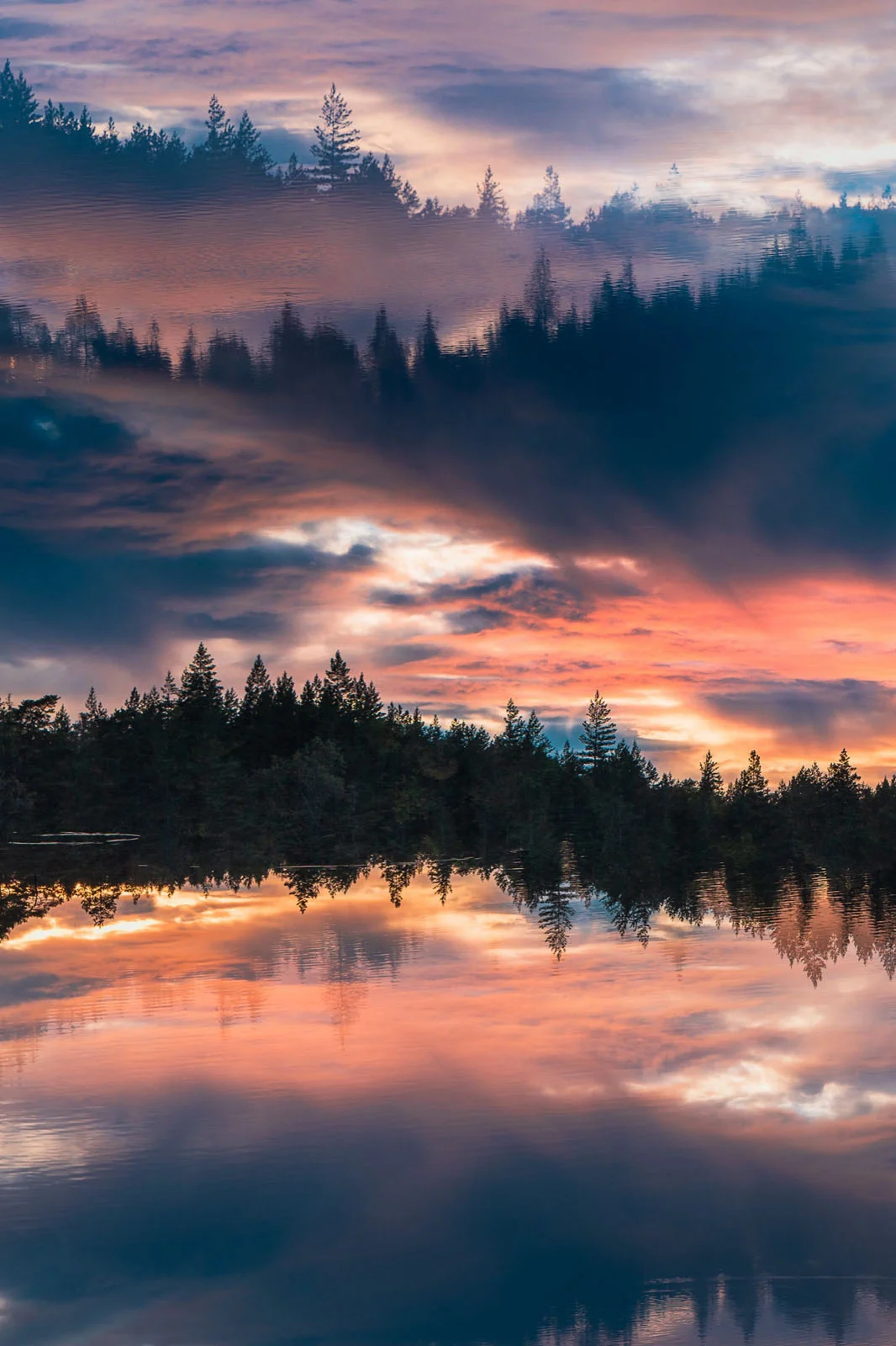 Natural Landscape Photography Awards 2026’nın Kazananları Açıklandı 85 A surreal, vertically mirrored landscape showing a sunset sky and silhouetted pine trees reflected in calm water.