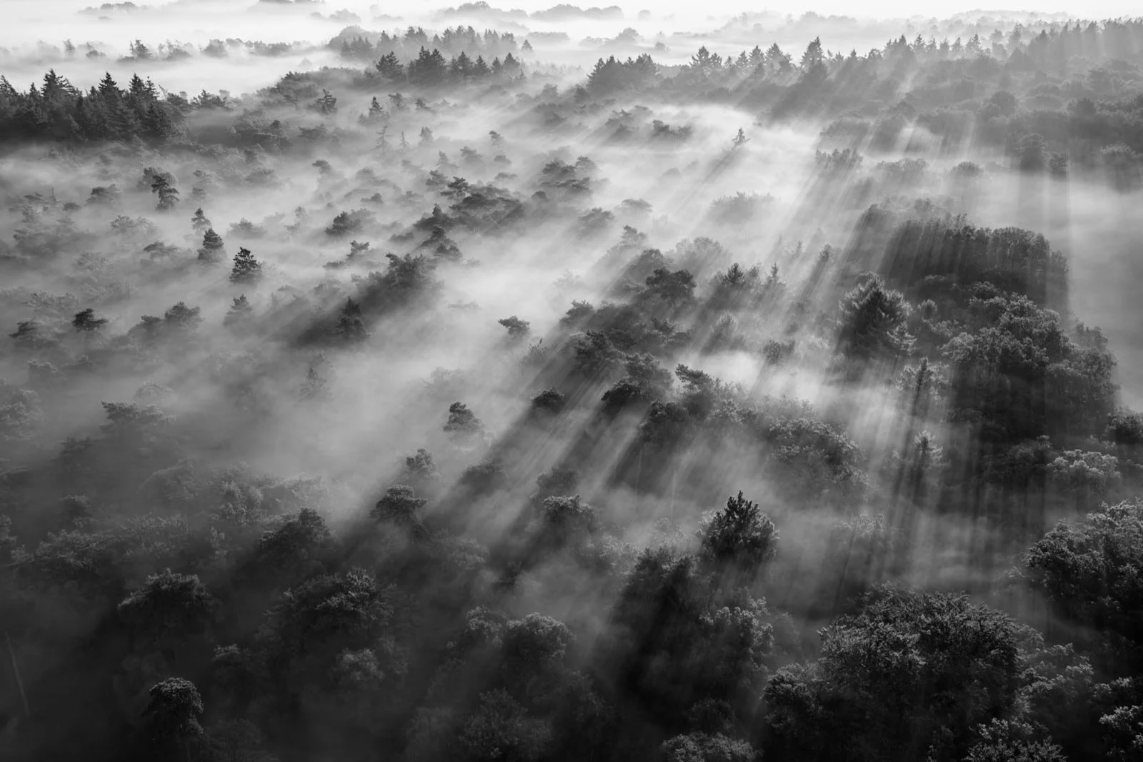 Natural Landscape Photography Awards 2026’nın Kazananları Açıklandı 84 Sunlight streams through thick morning mist over a dense, black-and-white forest canopy.
