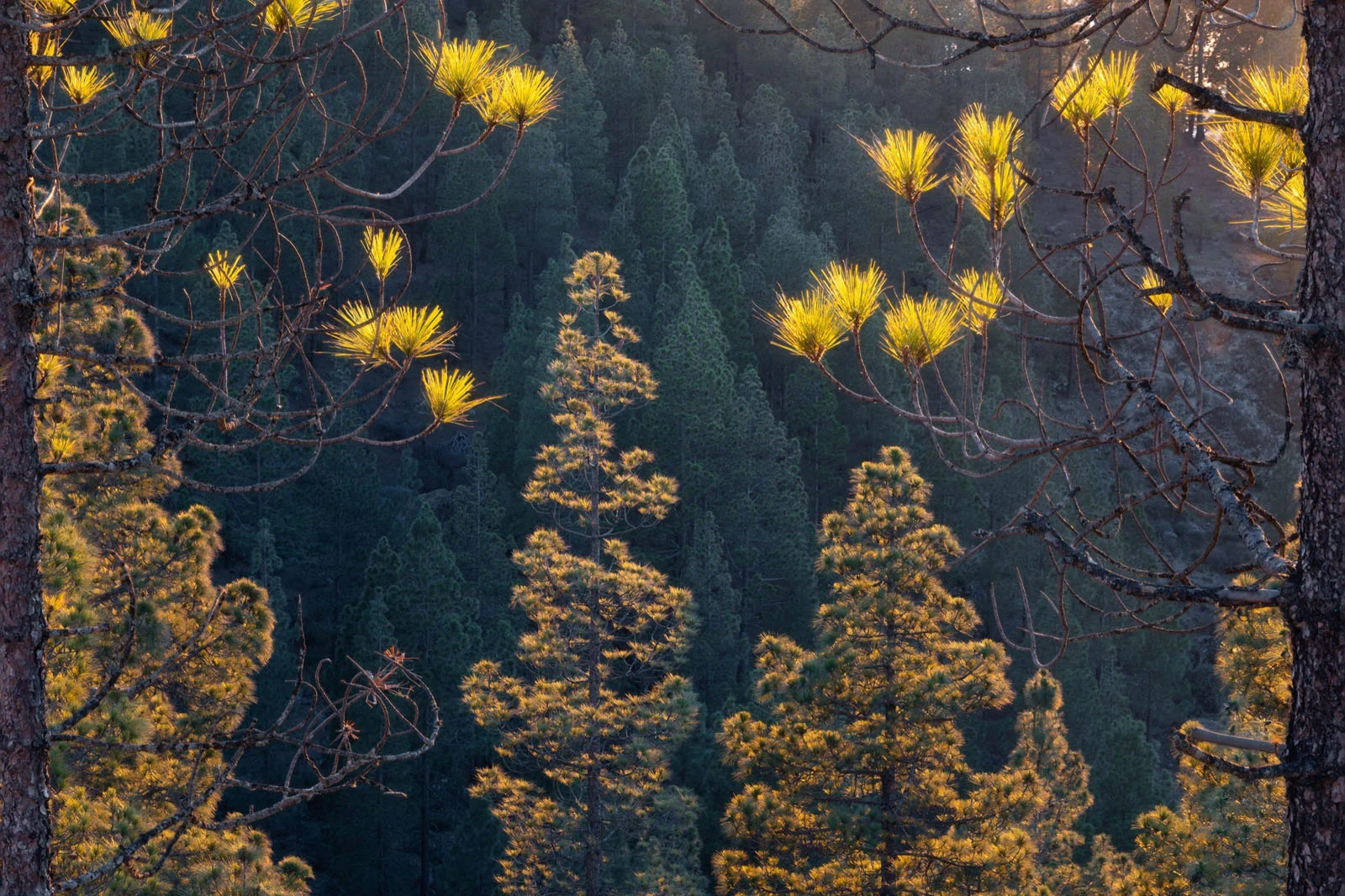 Natural Landscape Photography Awards 2026’nın Kazananları Açıklandı 44 Sunlight illuminates the tips of pine branches and two central trees against a backdrop of a dense, shadowed forest.