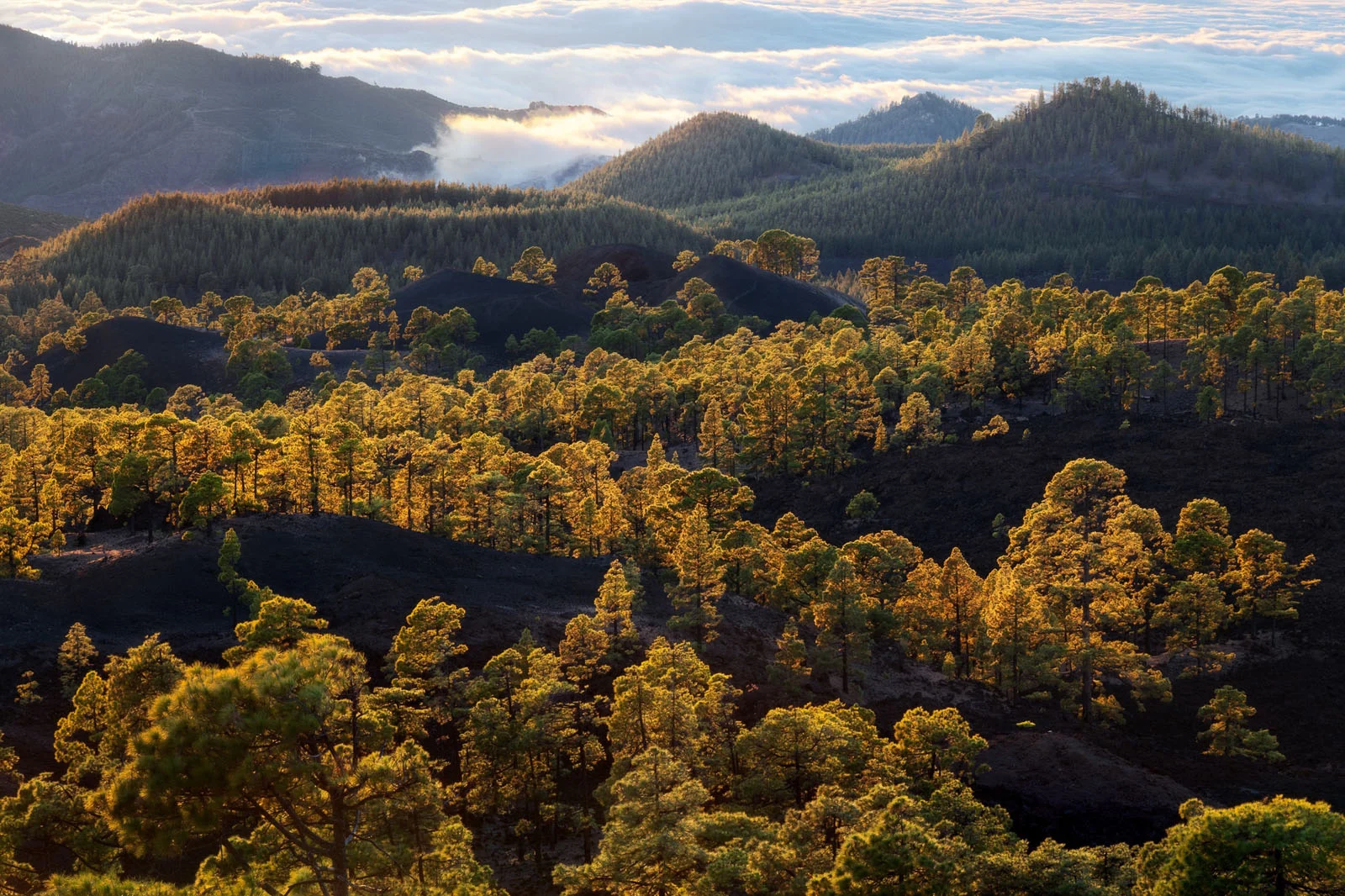 Natural Landscape Photography Awards 2026’nın Kazananları Açıklandı 45 Golden sunlight illuminates a forest of pine trees growing across dark, volcanic terrain with rolling mountains and clouds in the background.
