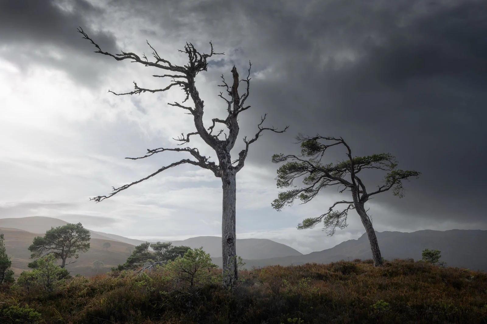 Natural Landscape Photography Awards 2026’nın Kazananları Açıklandı 51 Two trees stand on a grassy hill against a dramatic, cloudy sky, with one tree dead and bare and the other green.