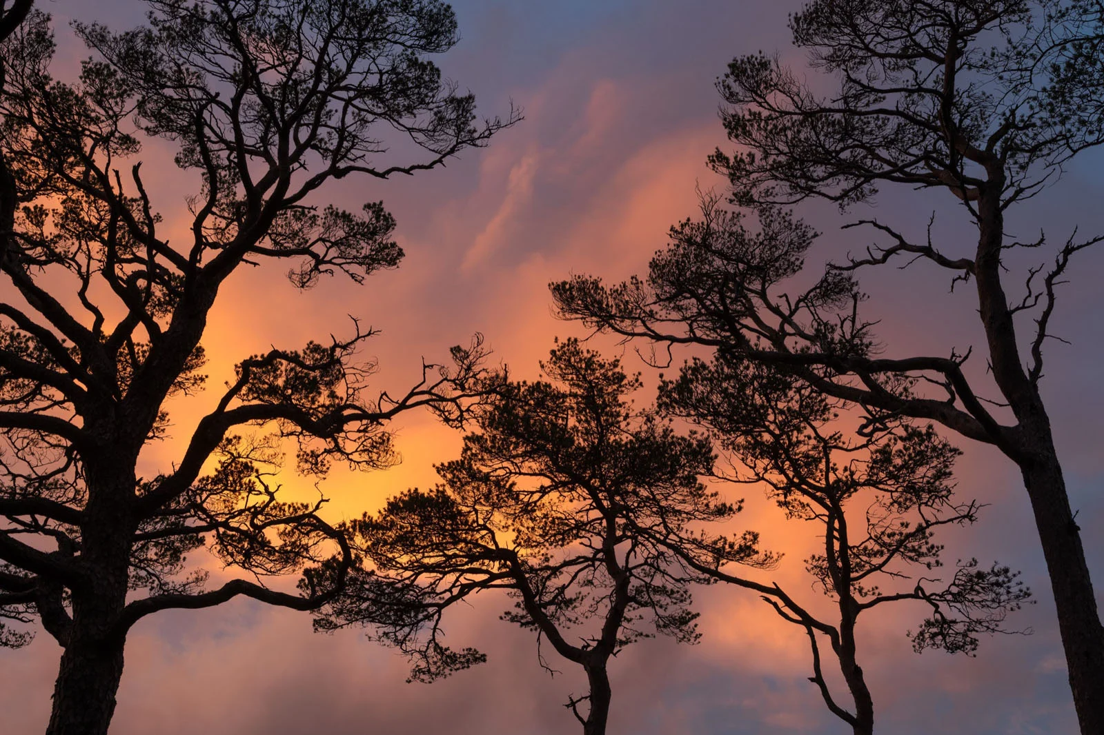 Natural Landscape Photography Awards 2026’nın Kazananları Açıklandı 50 Silhouetted pine trees frame a vibrant sunset sky filled with orange, pink, and purple clouds.