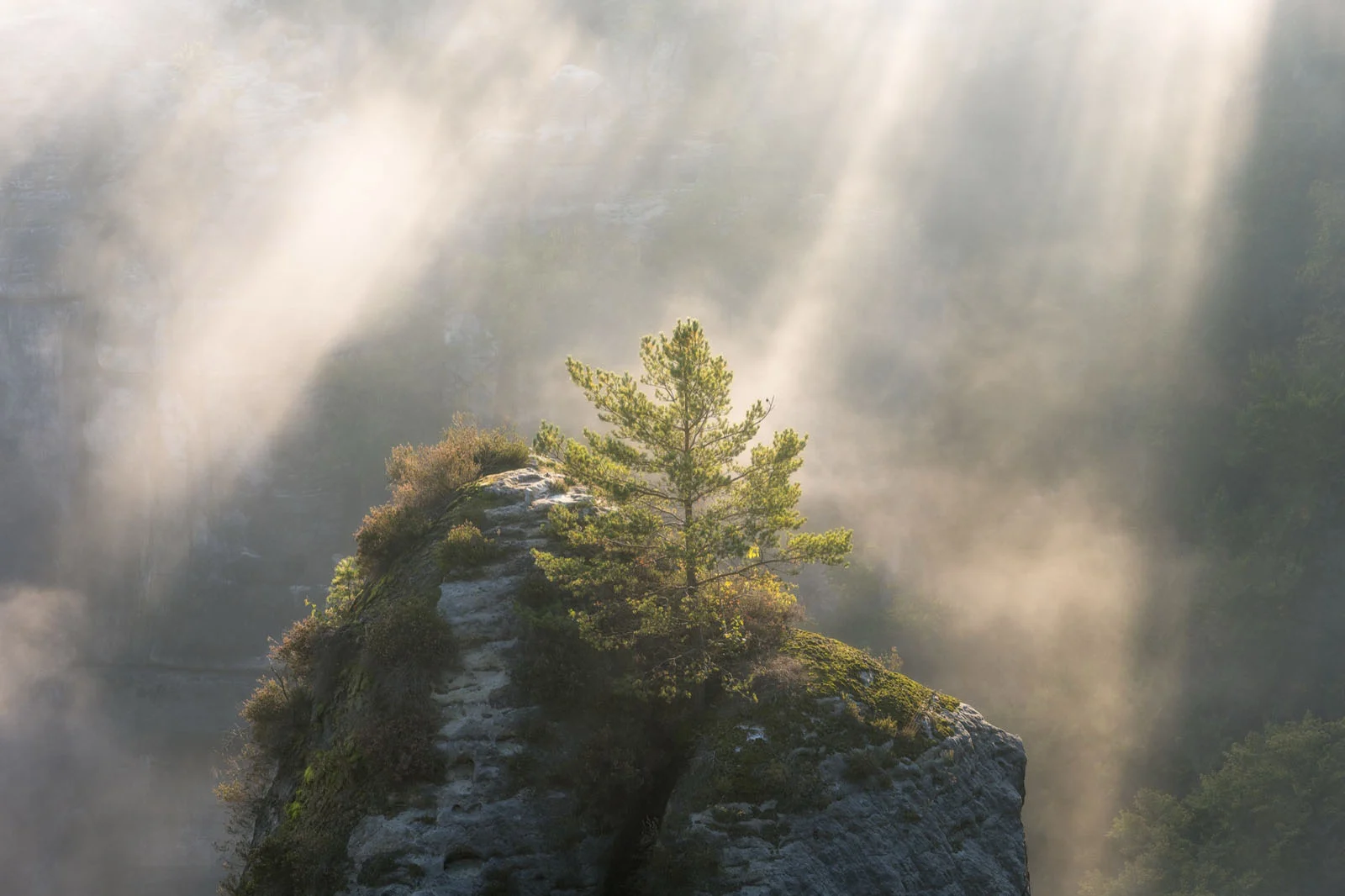 Natural Landscape Photography Awards 2026’nın Kazananları Açıklandı 49 Sunlight streams through mist onto a lone pine tree growing atop a rocky sandstone pinnacle.