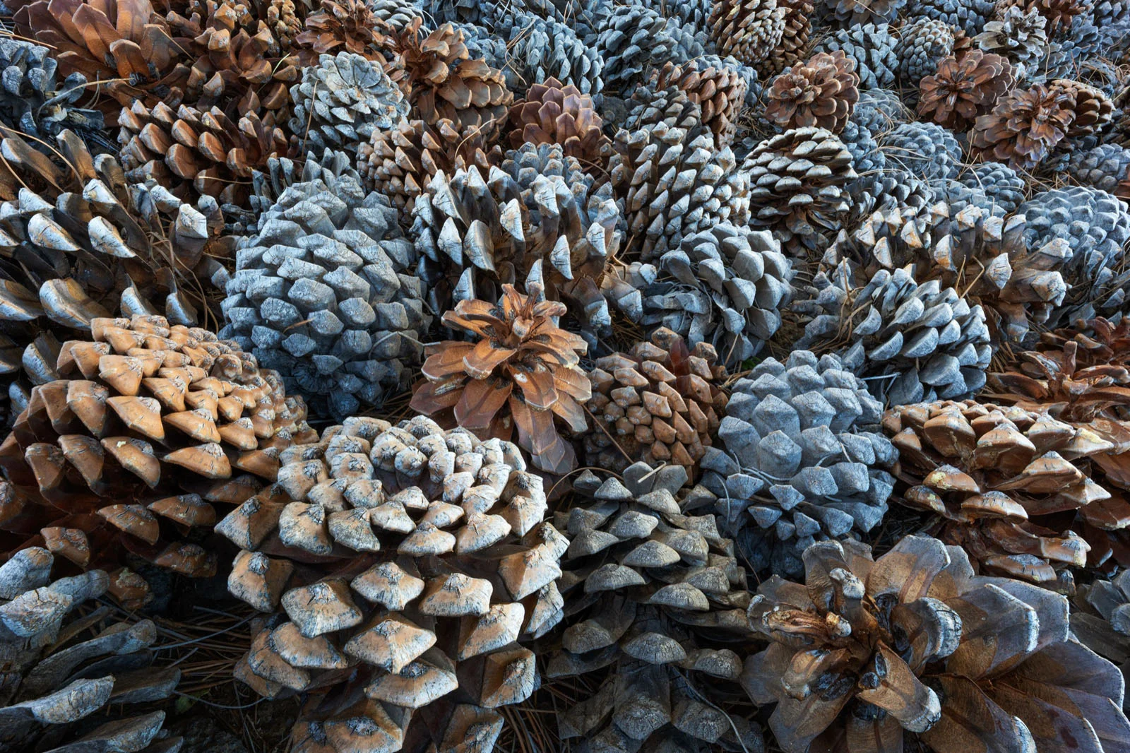 Natural Landscape Photography Awards 2026’nın Kazananları Açıklandı 48 A dense collection of numerous brown and grey pine cones scattered across the ground.
