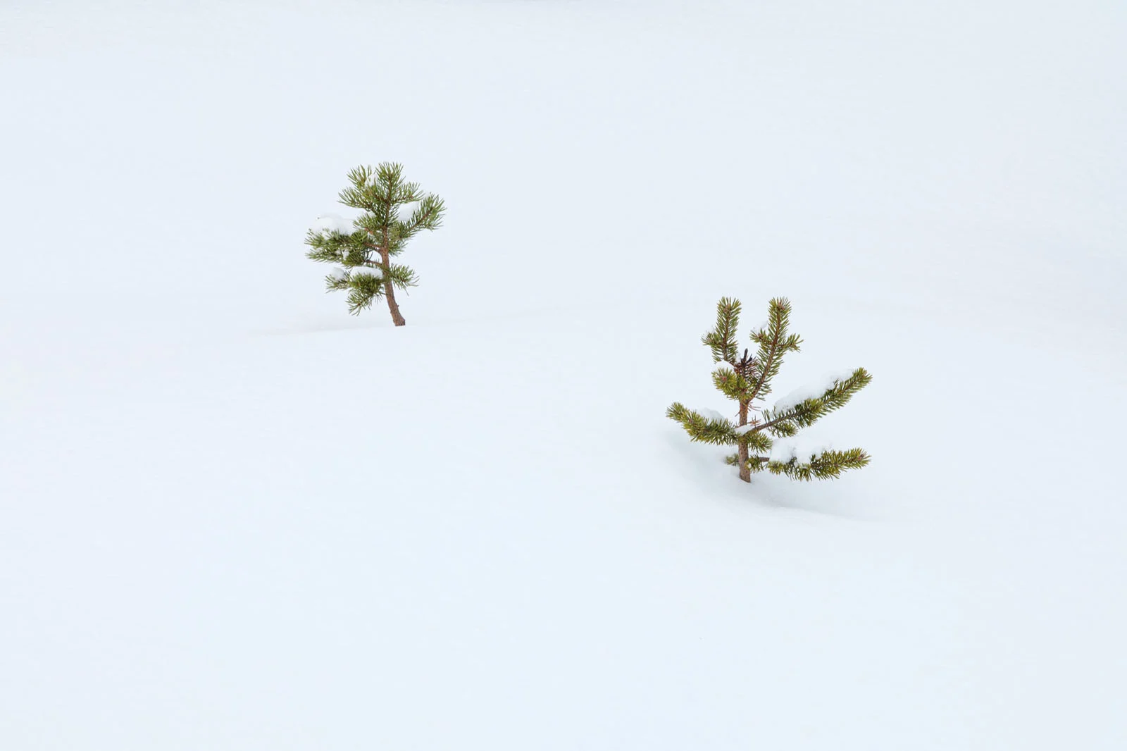 Natural Landscape Photography Awards 2026’nın Kazananları Açıklandı 46 Two small, snow-dusted pine saplings stand isolated in a vast, featureless expanse of white snow.