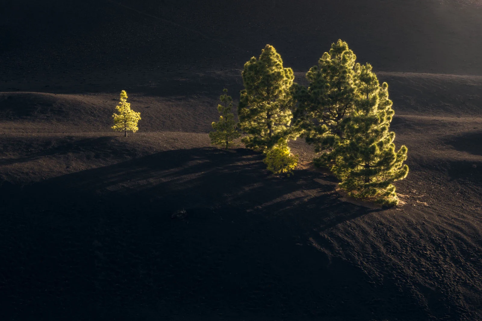 Natural Landscape Photography Awards 2026’nın Kazananları Açıklandı 47 A small, isolated tree stands to the left of a cluster of larger pine trees on a dark, volcanic landscape.