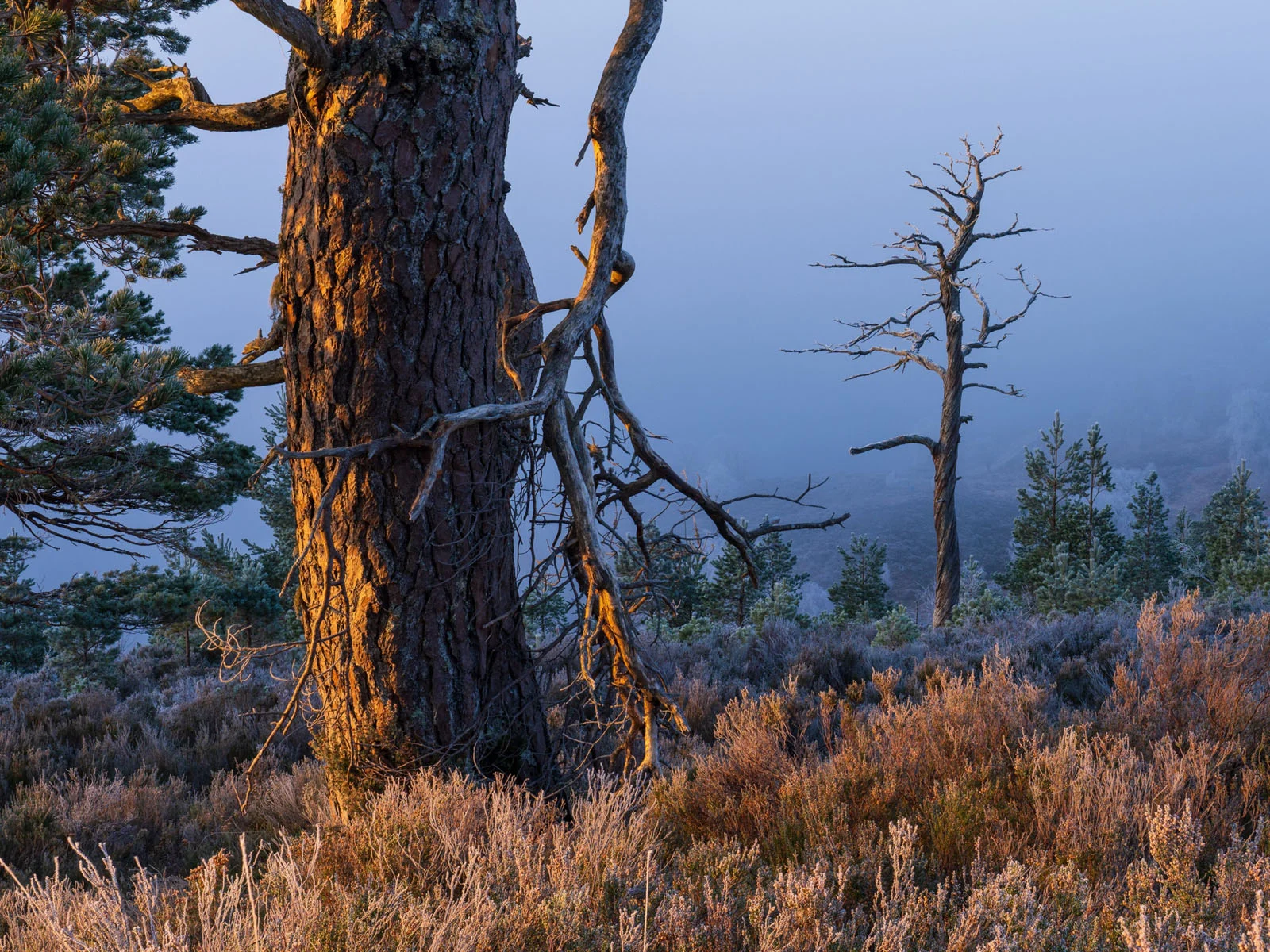 Natural Landscape Photography Awards 2026’nın Kazananları Açıklandı 52 A large, sunlit pine tree stands in the foreground next to a smaller, bare tree in a misty, frost-covered landscape.