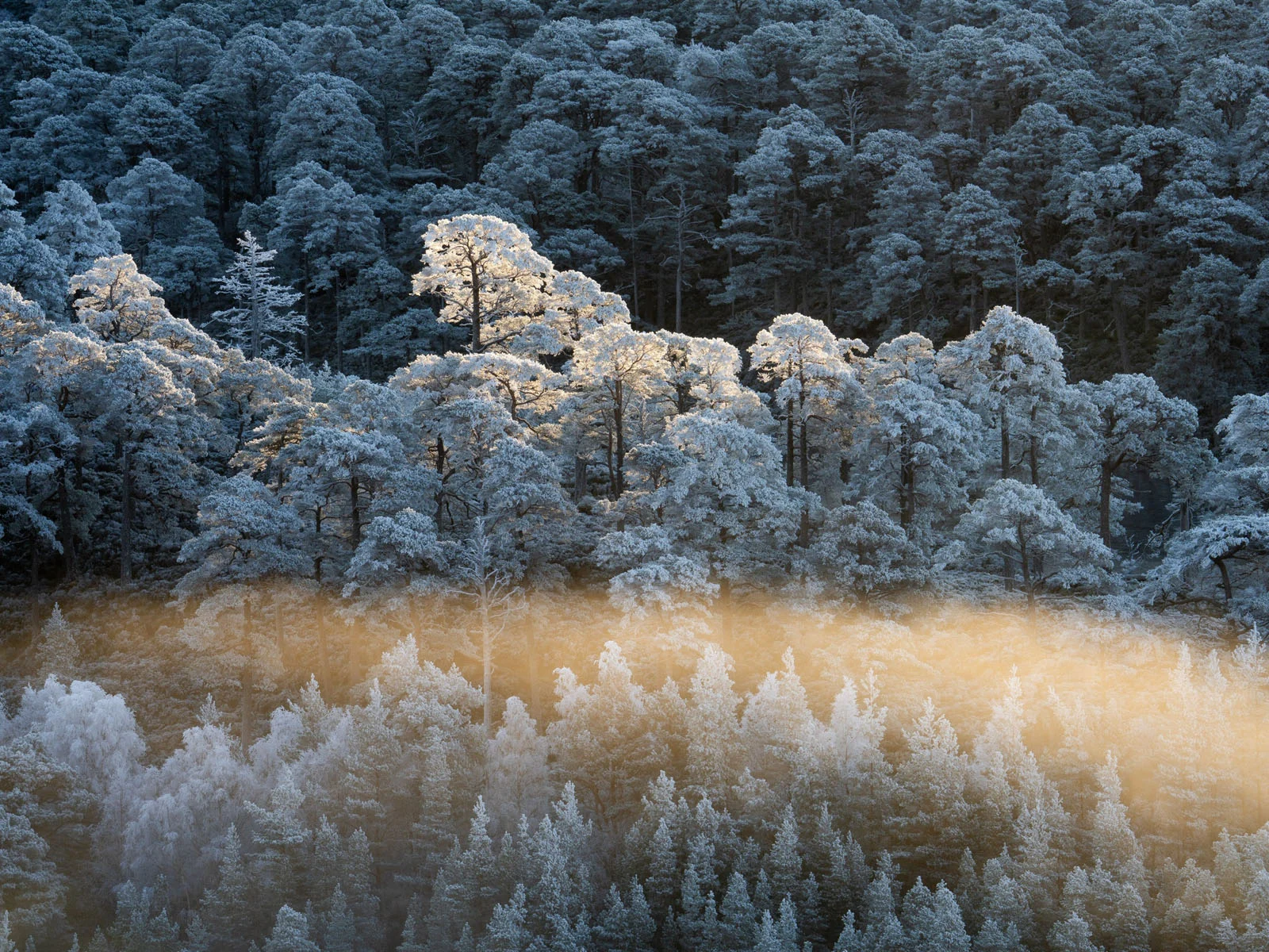 Natural Landscape Photography Awards 2026’nın Kazananları Açıklandı 53 A dense forest of frost-covered trees is illuminated by a horizontal band of golden sunlight cutting through the mist.
